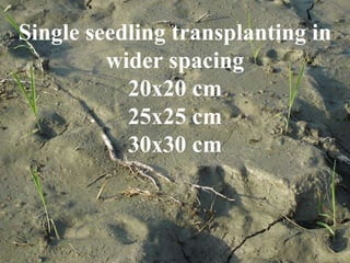 Single seedling transplanting in wider spacing 20x20 cm 25x25 cm 30x30 cm 