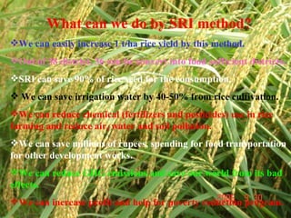 <ul><li>What can we do by SRI method? </li></ul><ul><li>We can easily increase 1 t/ha rice yield by this method. </li></ul...