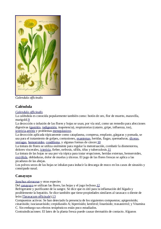 05 04 11 Plantas Medicinales Wikipedia Www Gftaognosticaespiritual Org