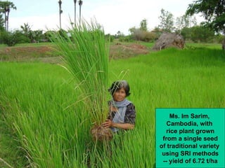 Ms. Im Sarim,  Cambodia, with  rice plant grown from a single seed of traditional variety  using SRI methods -- yield of 6...