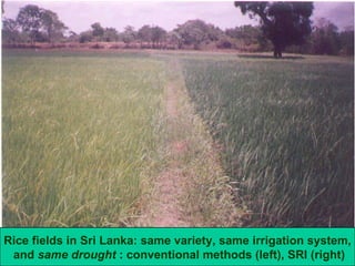 Rice fields in Sri Lanka: same variety, same irrigation system, and  same drought  : conventional methods (left), SRI (rig...