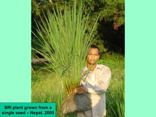SRI plant grown from a single seed – Nepal, 2005 