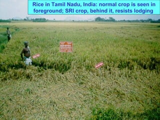 Rice in Tamil Nadu, India: normal crop is seen in foreground; SRI crop, behind it, resists lodging   
