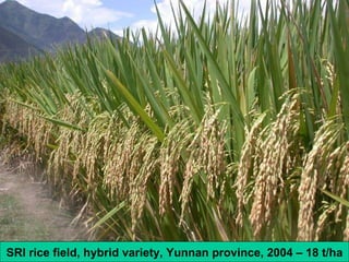 SRI rice field, hybrid variety, Yunnan province, 2004 – 18 t/ha 
