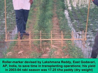 Roller-marker devised by Lakshmana Reddy, East Godavari, AP, India, to save time in transplanting operations; his yield in...