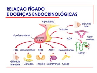 RELAÇÃO FÍGADO
E DOENÇAS ENDOCRINOLÓGICAS
                           Hipotálamo
                                                           Explulsão
                                                             leite
                                         Ocitocina

  Hipófise anterior
                                                                   Contr.
                                                 ADH              uterinas



   PRL Gonadotrófico    TSH      ACTH    Somatotrófico
                                                         Néfron



 Glândula
 mamária    Gônadas    Tireóide Suprarrenais Ossos
 