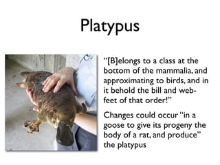 Platypus
   “[B]elongs to a class at the
   bottom of the mammalia, and
   approximating to birds, and in
   it behold the bill and web-
   feet of that order!”
   Changes could occur “in a
   goose to give its progeny the
   body of a rat, and produce”
   the platypus
 