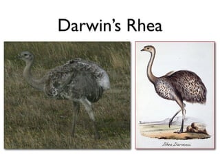 Darwin’s Rhea
 