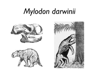 Mylodon darwinii
 
