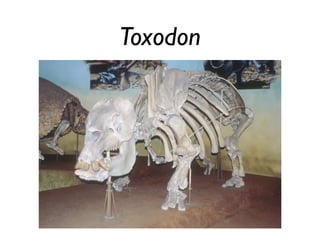 Toxodon
 