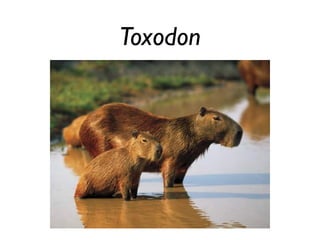 Toxodon
 