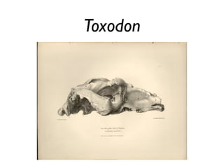 Toxodon
 