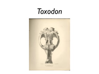 Toxodon
 