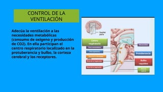 CONTROL DE LA
VENTILACIÓN
Adecúa la ventilación a las
necesidades metabólicas
(consumo de oxígeno y producción
de CO2). En ella participan el
centro respiratorio localizado en la
protuberancia y bulbo, la corteza
cerebral y los receptores.
 