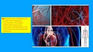 ●Mecanismos mediante los
cuales se le aportan
nutrientes a la célula,
necesarios para sus
procesos metabólicos y se
eliminan los productos de
desecho.
 