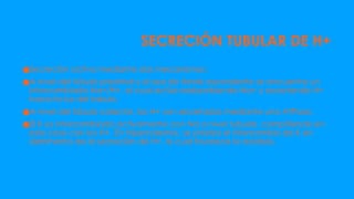 SECRECIÓN TUBULAR DE H+
●Secreción activa mediante dos mecanismos:
●A nivel del túbulo proximal y el asa de Henle ascendente se encuentra un
intercambiado Na+/H+, el cual actúa reabsorbiendo Na+ y secretando H+
hacia la luz del tabulo.
●A nivel del túbulo colector, los H+ son secretados mediante una ATPasa.
●El K es intercambiado activamente con Na a nivel tubular, compitiendo en
este caso con los H+. En hipercalemia, se prioriza el intercambio de K en
detrimento de la secreción de H+, lo cual favorece la acidosis.
 