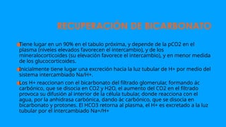 RECUPERACIÓN DE BICARBONATO
●
Tiene lugar en un 90% en el tabulo próxima, y depende de la pCO2 en el
plasma (niveles elevados favorecen el intercambio), y de los
mineralocorticoides (su elevación favorece el intercambio), y en menor medida
de los glucocorticoides.
●
Inicialmente tiene lugar una excreción hacia la luz tubular de H+ por medio del
sistema intercambiado Na/H+.
●
Los H+ reaccionan con el bicarbonato del filtrado glomerular, formando ác
carbónico, que se disocia en CO2 y H2O, el aumento del CO2 en el filtrado
provoca su difusión al interior de la célula tubular, donde reacciona con el
agua, por la anhidrasa carbónica, dando ác carbónico, que se disocia en
bicarbonato y protones. El HCO3 retorna al plasma, el H+ es excretado a la luz
tubular por el intercambiado Na+/H+
 