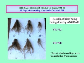 SRI RAGI (FINGER MILLET), Rabi 2004-05 60 days after sowing – Varieties 762 and 708 VR 762 VR 708 10   15   21* *Age at wh...