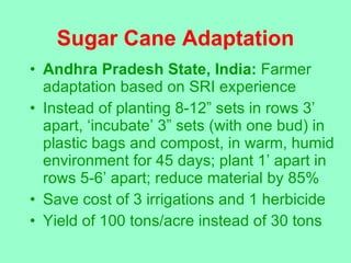Sugar Cane Adaptation <ul><li>Andhra Pradesh State, India:  Farmer adaptation based on SRI experience </li></ul><ul><li>In...