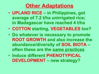 Other Adaptations <ul><li>UPLAND RICE  – in Philippines, got average of 7.2 t/ha unirrigated rice;  in Madagascar have rea...