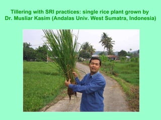 Tillering with SRI practices: single rice plant grown by  Dr. Musliar Kasim (Andalas Univ. West Sumatra, Indonesia) 