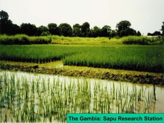 The Gambia: Sapu Research Station 
