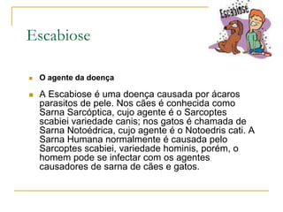 Escabiose
 O agente da doença
 A Escabiose é uma doença causada por ácaros
parasitos de pele. Nos cães é conhecida como
Sarna Sarcóptica, cujo agente é o Sarcoptes
scabiei variedade canis; nos gatos é chamada de
Sarna Notoédrica, cujo agente é o Notoedris cati. A
Sarna Humana normalmente é causada pelo
Sarcoptes scabiei, variedade hominis, porém, o
homem pode se infectar com os agentes
causadores de sarna de cães e gatos.
 