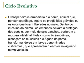 Ciclo Evolutivo
 O hospedeiro intermediário é o porco, animal que,
por ser coprófago, ingere os proglótides grávidos ou
os ovos que foram liberados no meio. Dentro do
intestino do animal, os embriões deixam a proteção
dos ovos e, por meio de seis ganchos, perfuram a
mucosa intestinal. Pela circulação sangüínea,
alcançam os músculos e o fígado do porco,
transformando-se em larvas denominadas
cisticercos , que apresentam o escólex invaginado
numa vesícula.
 