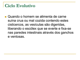Ciclo Evolutivo
 Quando o homem se alimenta de carne
suína crua ou mal cozida contendo estes
cisticercos, as vesículas são digeridas,
liberando o escólex que se everte e fixa-se
nas paredes intestinais através dos ganchos
e ventosas.
 