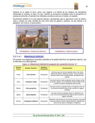22


destacan en la región el zorro, puma. Con respecto a la familia de los roedores son abundantes
destacando la vizcacha, el topo y la rata. También se encuentran armadillos como el quirquincho en
proceso de extinción y finalmente los infaltables carroñeros como son el cóndor y el zopilote.
Encontramos también en la zona especies dañinas y perjudiciales para la agricultura como las liebres,
tojos y ratones así como variedad de aves entre ellos los pájaros y palomas, los que afectan a la
ganadería son el zorro, el puma andino.




         FOTOGRAFÍA 5: VICUÑA EN COLCHA K                       FOTOGRAFÍA 6: SURI EN JULACA


2.2.1.4.1       PRINCIPALES ESPECIES
De acuerdo a los diagnósticos comunales realizados se ha podido identificar las siguientes especies que
se describen en la tabla siguiente.
              TABLA 15: PRINCIPALES ESPECIES DE ANIMALES DEL MUNICIPIO COLCHA “K”
   Nombre                               Benéfico/
                 Nombre Científico                                         Características
   Común                                Perjudicial

                                                          Carnívoro que se come al ganado tanto crías como
                                                         adultos de llamas, alpacas y ovejas. Se lo encuentra
    Puma           Felis Concolor       Perjudicial
                                                         durante todo el año y existe buena cantidad de este
                                                                               animal.

                                                       Carnívoro que se come al ganado menor ovejas y crías
     Zorro        Canepatus chinga      Perjudicial    de llama y alpaca. Se lo encuentra durante todo el año
                                                             y existe en buena cantidad de este animal.

                                                        Ave que se lleva al ganado menor en especial crías. Se
    Halcón        Falco peregrinus      Perjudicial      lo encuentra durante todo el año y existe en regular
                                                                               cantidad.

                                                         Ave que se lleva al ganado menor en especial a las
    Águila        Aquila pequeña        Perjudicial     crías. Se lo encuentra durante todo el año y existe en
                                                                           regular cantidad.

                                                       Mamífero que escarba en los cultivos de papa, buscando
    Zorrino     Connepatus suffocans    Perjudicial     insectos y daña al cultivo indirectamente, además que
                                                              entra en las casas e impregna su fragancia.




                            Plan de Desarrollo Municipal Colcha “K” 2007 - 2011
 