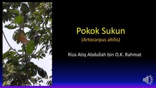 Pokok Sukun
(Artocarpus altilis)
Riza Atiq Abdullah bin O.K. Rahmat
 