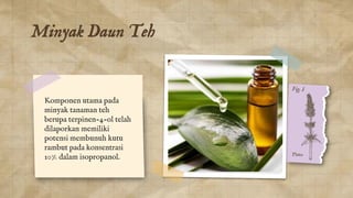 Minyak Daun Teh
Komponen utama pada
minyak tanaman teh
berupa terpinen-4-ol telah
dilaporkan memiliki
potensi membunuh kut...