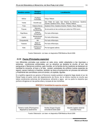 Plan de Desarrollo Municipal de San Pablo de Lípez                                                           11


                            Nombre
  Nombre común                                                         Localización
                           científico

                           Poylilepis
        Keñua                              Viluyo, Relave.
                          Tomentella.
                                           San Pablo de Lípez, San Antonio de Esmoruco, Quetena
        Yareta            Azorella spp.
                                           Grande, Quetena Chico, Viluyo, Polulos, Relave.
         T’ara          Fabiana Densa.     Quetena Chico, Quetena Grande, Polulos, Viluyo, Relave.
                           Wemeria
       Pupusa                              Se encuentra en las cumbres por sobre los 4700 msnm.
                          Dactillophylla
                            Festuca
      Paja Brava                           Por todo el Municipio
                           Orthophylla
                         Muhlenbergìa
        Llapha                             Por todo el Municipio.
                          perwiana
    Choquekanlly               NN          Por todo el Municipio.
                           Stypa cf.
       Yawaras                             Por todo el Municipio.
                           Nardoides
                          Anthopryum
         Kota                              Por los lugares salinos.
                           triandrum


                   Fuente: Elaboración con base en diagnostico PDM Medicus Mundi 2006



 2.2.6 Fauna (Principales especies)
Los diferentes animales que existen en esta zona, están adaptados a las rigurosas y
extremas condiciones ambientales, por su atractivo se destaca la vicuña, el suri, las
pariguanas o flamencos andinos, gato montés, en la familia de los roedores se destacan en
cantidad la vizcacha, el topo y la rata, existen variedades de anfibios (varias especies de
sapos), peces (nativos) e insectos, también se tiene al quirquincho en proceso de extinción
y finalmente las carroñeras como el cóndor, el zopilote, águilas.
En el gráfico siguiente se aprecia el flamenco rozado quiebren emigrante llega desde el sur de
Potosí hasta la parte norte del departamento de Oruro, de la misma manera la vicuña que
tolera condiciones extremas de temperatura, alimento y agua, por su parte la viscacha que
prefiere refugiarse en las partes altas y rocosas de las montañas.

                             GRÁFICO 6: Variabilidad de especies animales




   Flamenco rozado (Phoenicoparrus         Vicuñas (Vicugna Vicugna)          Viscacha (Lagidum viscaccia)
      Megalopterus) QuetenaChico           comunidad de Santa Isabel               comunidad Polulos

                   Fuente: Elaboración con base en diagnostico PDM Medicus Mundi 2006




                                                                                         Medicus Mundi
 