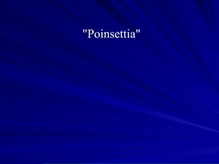 "Poinsettia"   