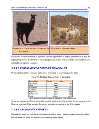 PLAN DE DESARROLLO MUNICIPAL SAN AGUSTIN                                                                   70




  Fotografía 9: Llama en una comunidad de Fotografía 10: Llamas en Alota
          San Agustín

El subsector pecuario representa un importante papel en la generación de empleo, se estima que un 80 % de
la población participan directamente en actividades pecuarias, en este caso las unidades familiares tienen una
actividad mixta (agrícola – pecuaria).


D.2.3.1 POBLACIÓN POR ESPECIES PRINCIPALES
De acuerdo a los talleres comunales realizados en el municipio se tienen los siguientes datos.

                            Tabla 60: Cantidad de ganado en el Municipio

                         Comunidad                llamas           ovejas
                         San Agustín                        5000                   500
                         Alota                              4500                  1310
                         A. Castilla                         800                   760
                         C. Gordo                           3400                  2550
                         Mejillones                         3808                   970
                         Todo Santos                        5000                   200
                         Total                             22508                  6290
                        Fuente: Elaboración propia con base en diagnostico 2006, Medicus Mundi

Se ve una cantidad significativa de ganado camélido siendo la principal actividad de cría pecuaria en el
Municipio teniéndose 22508 animales. En relación al ganado ovino se cuenta con 6290 cabezas.


D.2.3.2 TECNOLOGÍA Y MANEJO
El manejo del ganado es mixto, haciendo tropas de camélidos, ovinos y en algunos casos caprinos y equinos.
Los animales por la noche son encerrados en corrales de piedra apilada.
 