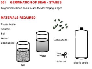 051 GERMINATION OF BEAN - STAGES 
To germinate bean so as to see the developing stages 
MATERIALS REQUIRED 
Plastic bottle 
Scissors 
Soil 
Water 
Bean seeds 
plastic bottle 
Bean seeds 
scissors 
Water 
Soil 
 