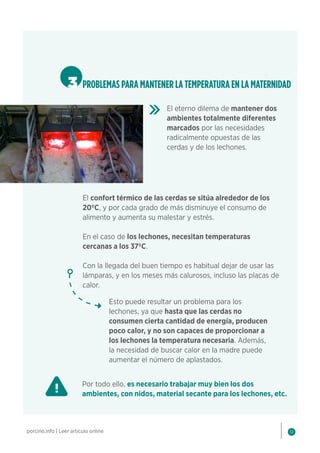 12
porcino.info | Leer artículo online
3 PROBLEMAS PARA MANTENER LA TEMPERATURA EN LA MATERNIDAD
El eterno dilema de mantener dos
ambientes totalmente diferentes
marcados por las necesidades
radicalmente opuestas de las
cerdas y de los lechones.
El confort térmico de las cerdas se sitúa alrededor de los
20ºC, y por cada grado de más disminuye el consumo de
alimento y aumenta su malestar y estrés.
En el caso de los lechones, necesitan temperaturas
cercanas a los 37ºC.
Con la llegada del buen tiempo es habitual dejar de usar las
lámparas, y en los meses más calurosos, incluso las placas de
calor.
Esto puede resultar un problema para los
lechones, ya que hasta que las cerdas no
consumen cierta cantidad de energía, producen
poco calor, y no son capaces de proporcionar a
los lechones la temperatura necesaria. Además,
la necesidad de buscar calor en la madre puede
aumentar el número de aplastados.
Por todo ello, es necesario trabajar muy bien los dos
ambientes, con nidos, material secante para los lechones, etc.
 