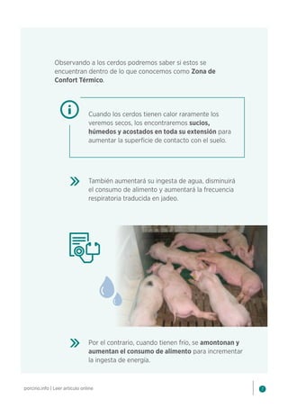 7
porcino.info | Leer artículo online
Observando a los cerdos podremos saber si estos se
encuentran dentro de lo que conocemos como Zona de
Confort Térmico.
Cuando los cerdos tienen calor raramente los
veremos secos, los encontraremos sucios,
húmedos y acostados en toda su extensión para
aumentar la superficie de contacto con el suelo.
También aumentará su ingesta de agua, disminuirá
el consumo de alimento y aumentará la frecuencia
respiratoria traducida en jadeo.
Por el contrario, cuando tienen frío, se amontonan y
aumentan el consumo de alimento para incrementar
la ingesta de energía.
 