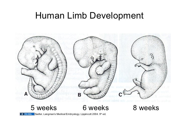 05.22.09 Musculoskeletal