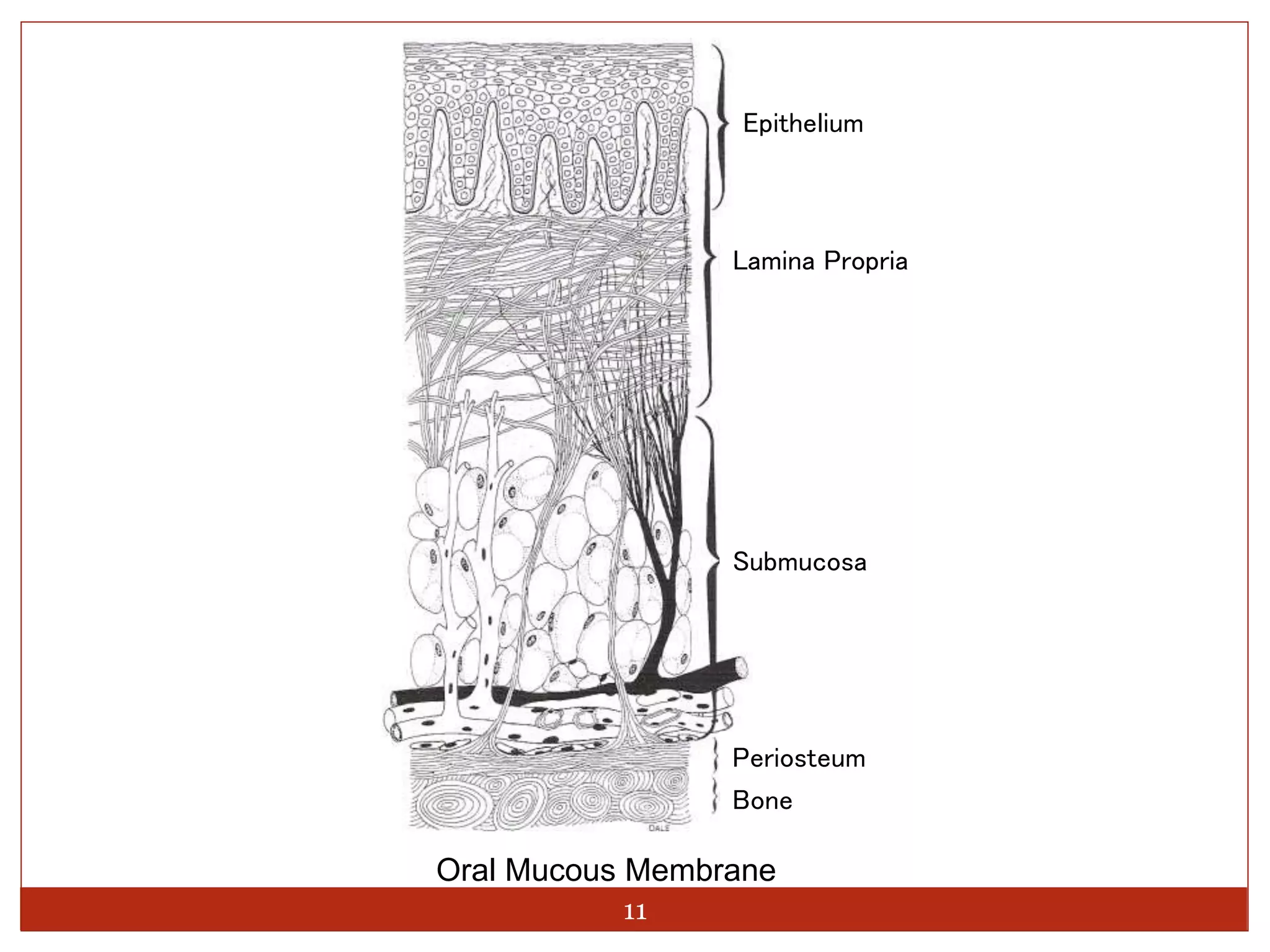 Oral mucous membrane - Oral mucosa | PPTX