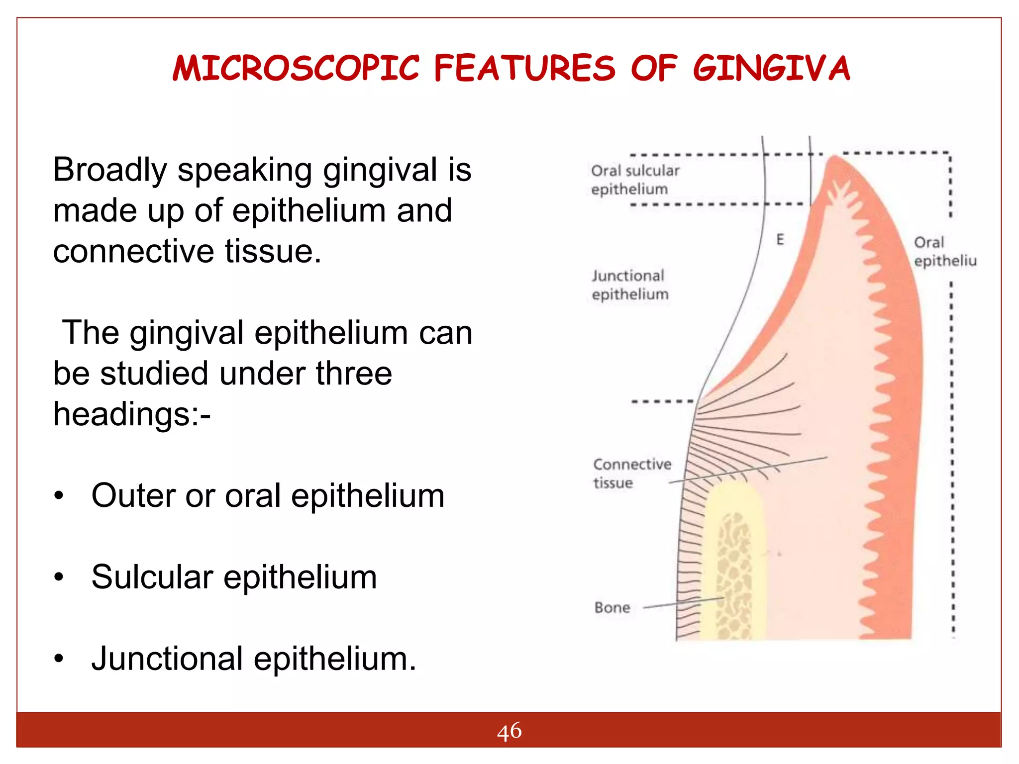 Oral mucous membrane - Oral mucosa | PPTX