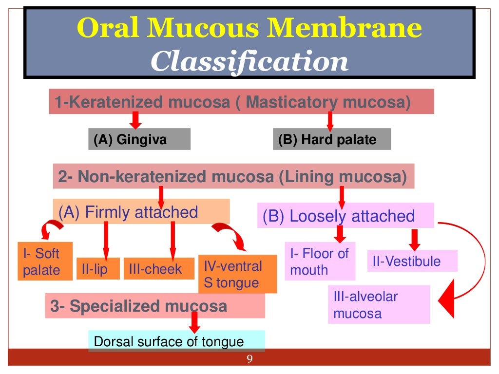 Oral mucous membrane Oral mucosa