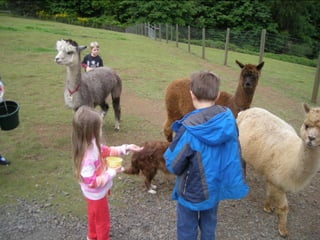 05 30 2011 alpacas & kids