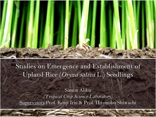 Studies on Emergence & Establishment of Upland Rice