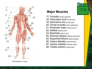 7.6
Major Muscles
17. Frontalis (raises eyebrow)
18. Orbicularis oculi (closes eye)
19. Orbicularis oris (purses lips)
20. Throat muscles (aids swallowing)
21. Pectoralis major (adducts arm)
22. Deltoid (abducts arm)
23. Brachialis (flexes arm)
24. External oblique (flattens abdomen)
25. Superficial flexors (flexes fingers)
26. Vastus lateralis (extends knee)
27. Vastus medialis (extends knee)
28. Tibialis anterior (raises feet)
 
