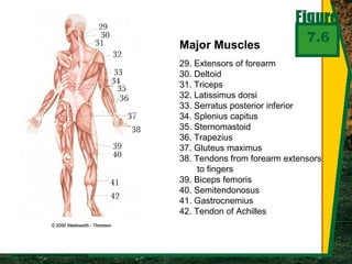 7.6
Major Muscles
29. Extensors of forearm
30. Deltoid
31. Triceps
32. Latissimus dorsi
33. Serratus posterior inferior
34. Splenius capitus
35. Sternomastoid
36. Trapezius
37. Gluteus maximus
38. Tendons from forearm extensors
to fingers
39. Biceps femoris
40. Semitendonosus
41. Gastrocnemius
42. Tendon of Achilles
 