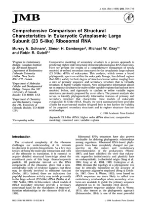 J. Mol. Biol. (1996) 256, 701–719
Comprehensive Comparison of Structural
Characteristics in Eukaryotic Cytoplasmic Large
Subunit (23 S-like) Ribosomal RNA
Murray N. Schnare1
, Simon H. Damberger2
, Michael W. Gray1
*
and Robin R. Gutell2,3
Comparative modeling of secondary structure is a proven approach to1
Program in Evolutionary
predicting higher order structural elements in homologous RNA molecules.Biology, Canadian Institute
Here we present the results of a comprehensive comparison of newlyfor Advanced Research
modeled or reﬁned secondary structures for the cytoplasmic large subunitDepartment of Biochemistry
Dalhousie University (23 S-like) rRNA of eukaryotes. This analysis, which covers a broad
phylogenetic spectrum within the eukaryotic lineage, has deﬁned regionsHalifax, Nova Scotia
B3H 4H7, Canada that differ widely in their degree of structural conservation, ranging from
a core of primary sequence and secondary structure that is virtually2
Department of Molecular
invariant, to highly variable regions. New comparative information allows
Cellular and Developmental us to propose structures for many of the variable regions that had not been
Biology, Campus Box 347
modeled before, and rigorously to conﬁrm or reﬁne variable region
University of Colorado
structures previously proposed by us or others. The present analysis also
Boulder, CO 80309, USA
serves to identify phylogenetically informative features of primary and
secondary structure that characterize these models of eukaryotic3
Department of Chemistry
cytoplasmic 23 S-like rRNA. Finally, the work summarized here providesand Biochemistry, Campus
a basis for experimental studies designed both to test further the validityBox 215, University of
of the proposed secondary structures and to explore structure–functionColorado, Boulder, CO 80309
relationships.USA
7 1996 Academic Press Limited
Keywords: 23 S-like rRNA; higher order rRNA structure; comparative
modeling; conserved core; variable regions*Corresponding author
Introduction
The structural complexity of the ribosome
challenges our understanding of its intimate
involvement in protein biosynthesis. As a ﬁrst step
toward deﬁning the molecular interactions and roles
of the ribosome in translation, it is essential to
acquire detailed structural knowledge about the
constituent parts of this large ribonucleoprotein
particle. Of particular interest are the RNA
components of the ribosome, given that a now-
considerable body of evidence suggests that these
may be directly involved in ribosome function
(Noller, 1991). Indeed, there are indications that
peptidyl transferase activity may reside primarily
in the large subunit (23 S-like) rRNA (Noller et al.,
1992; Noller, 1993). In this context, robust models of
rRNA secondary structure provide a necessary
conceptual basis for the elucidation of structure/
function relationships in the ribosome (Hill et al.,
1990).
Ribosomal RNA sequences have also proven
invaluable for deﬁning phylogenetic relationships
among organisms. Ribosomal RNA-based phylo-
genetic trees have completely changed our per-
spective on the nature and evolutionary
interrelationships of the prokaryotes (Woese,
1987), and have solidiﬁed the view that eukary-
otic organelles (mitochondria and plastids) have
an endosymbiotic, (eu)bacterial origin (Yang et al.,
1985; Gray et al., 1984, 1989; Cedergren et al.,
1988). Because the topology of a phylogenetic tree
may be critically dependent on the accuracy of
the sequence alignment employed (Feng & Doolit-
tle, 1987; Olsen & Woese, 1993), trees based on
rRNA sequences are more likely to reﬂect true
evolutionary relationships when secondary struc-
tures are available to guide the primary sequence
alignment (as in the examples cited above).
Comparative sequence analysis (Fox & Woese,
1975), also known as the phylogenetic approach
(Brimacombe, 1984), is one of the most powerful
0022–2836/96/090701–19 $12.00/0 7 1996 Academic Press Limited
 