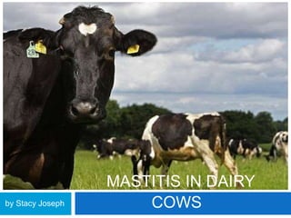 MASTITIS IN DAIRY
COWSby Stacy Joseph
 