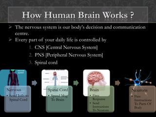  The nervous system is our body's decision and communication
centre.
 Every part of your daily life is controlled by
1. CNS [Central Nervous System]
2. PNS [Peripheral Nervous System]
3. Spinal cord
Nervous
• Send Info to
Spinal Cord
Spinal Cord
• Speed Msg
To Brain
Brain
• Fires
Response
• Send
Instructions
To Neurons
Neurons
• Pass
Instructions
To Parts Of
Body
How Human Brain Works ?
 