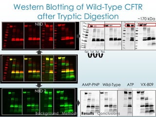 NBD 2
Western Blotting of Wild-Type CFTR
after Tryptic Digestion
NBD 1
AMP-PNP Wild-Type ATP VX-809
0µL 1µL 3µL 9µL
Background Methods Results Conclusions
~170 kDa
 